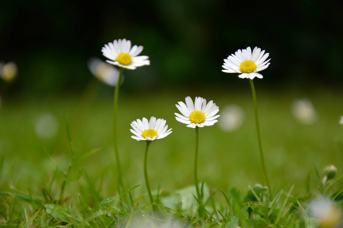 Frühlingsgefühl: Mit dem April kommt nicht nur die Blumenpracht, sondern auch vier neue Arzneistoffe. / Foto: Getty Images/Fabian Fischer