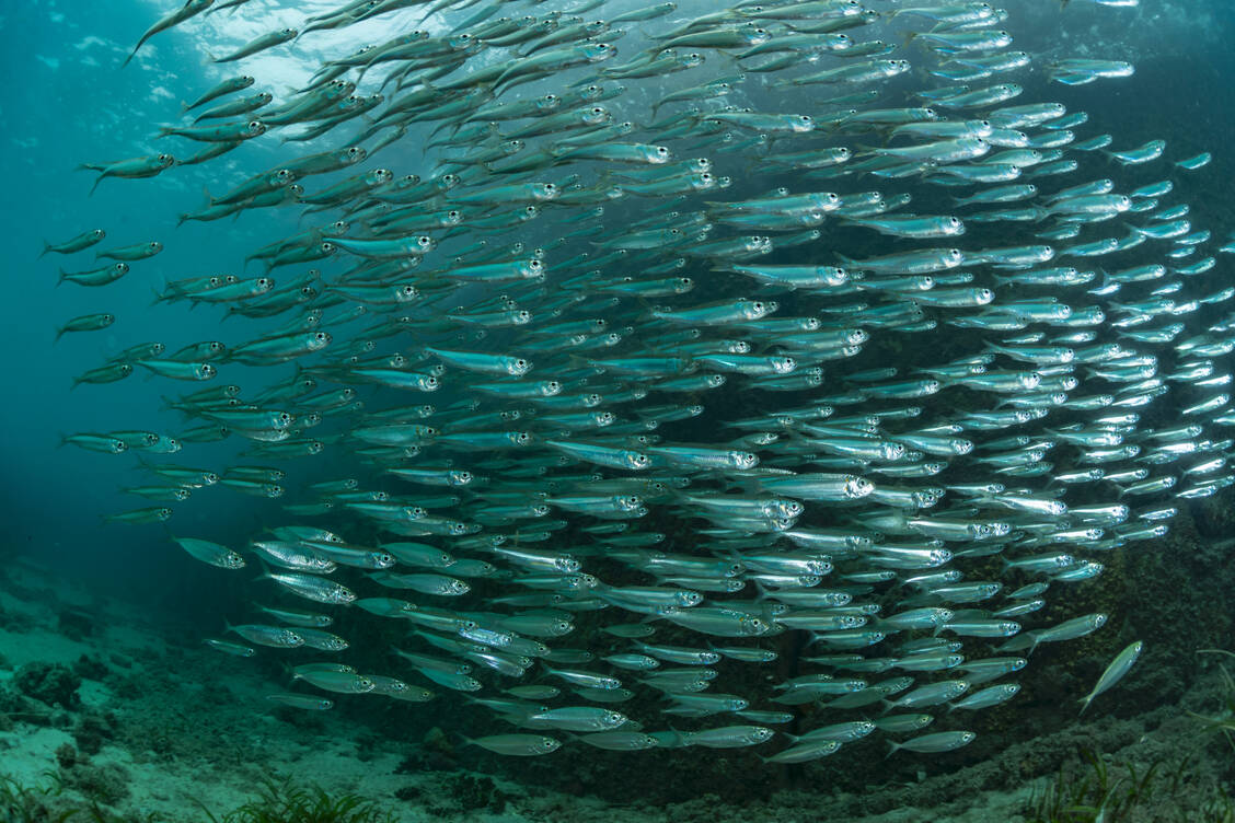 Fische aus Wildfang besitzen ein günstigeres Omega-Fettsäuren-Muster als Zuchtfische. Kleine Fettfische wie Sardinen, Sardellen, Makrele und Lachs sind weniger durch Umweltschadstoffe belastet und bieten sich deshalb für eine entzündungsarme Ernährung an.  / Foto: Adobe Stock/DAISUKE KURASHIMA