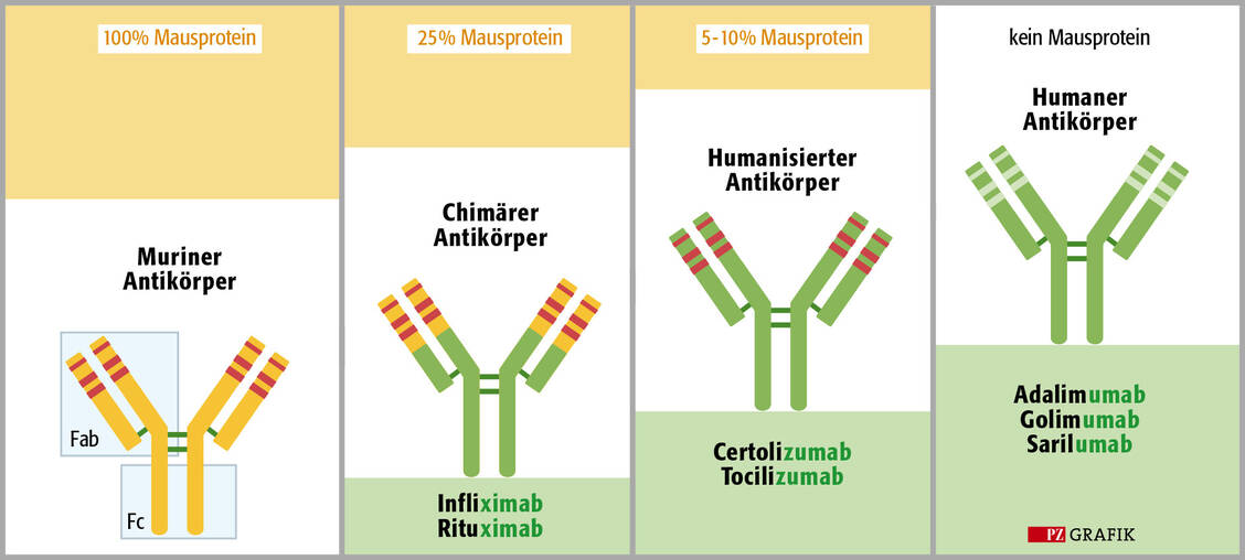 Die Grafik zeigt die verschiedenen Entwicklungsstufen der Antikörpertherapeutika von murinen Antikörper bis hin zu humanen Varianten, die kein Mausprotein mehr enthalten. Die Endsilben der Antikörperbezeichnungen geben Aufschluss darüber, wie viel Mausprotein enthalten ist.  / Foto: Stephan Spitzer