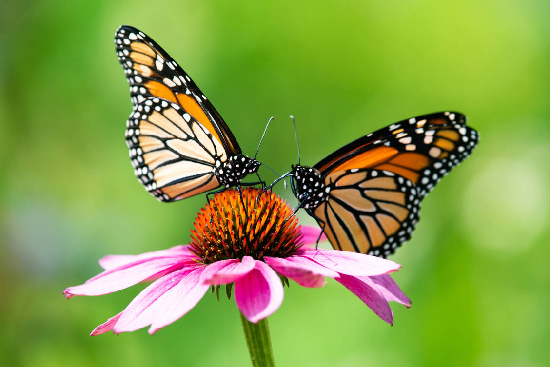 Ein Schmetterling-förmiges Erythem im Gesicht kann einen Lupus Erythematodes anzeigen, ist aber bei Weitem nicht das einzige mögliche Symptom. / Foto: Adobe Stock/Dave