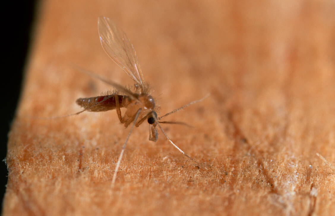 Eine Sandmücke (Phlebotomus perniciosus) überträgt außer der Leishmaniose auch das Pappataci- und Oroya-Fieber. / Foto: Okapia/Roger Eritja