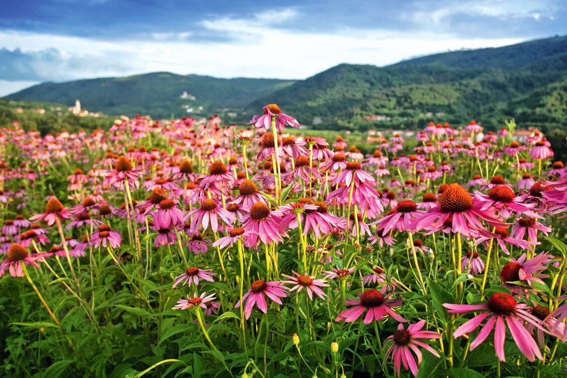 Sonnenhut zeigt in vitro zahlreiche immunstimulierende Effekte.  / Foto: Fotolia/Jessmine
