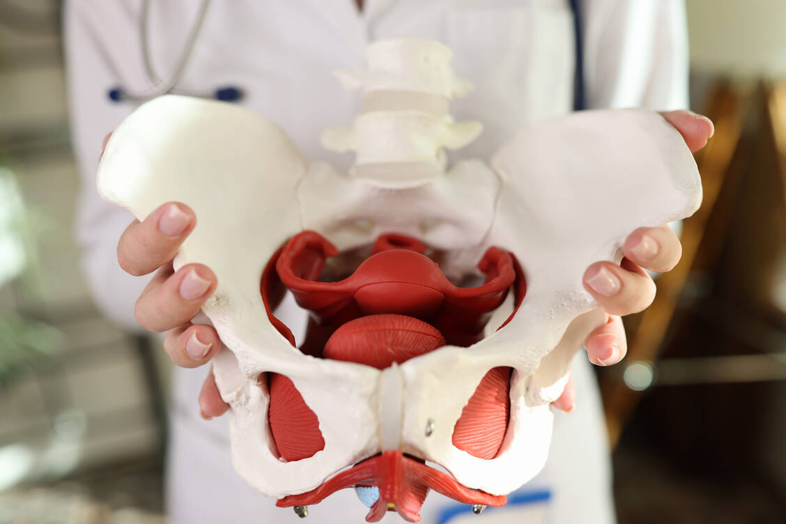 Bei einer Genitalsenkung sinken Blase, Rektum, Dünn- und/oder Dickdarm, Vagina oder Uterus Richtung Scheidenausgang ab. / © Adobe Stock/megaflopp