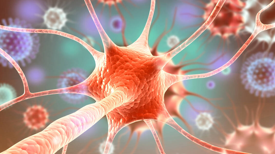Herpes-zoster-Viren bleiben nach einer Windpockeninfektion in den Nervenzellen und können später eine Gürtelrose verursachen. / © Getty Images/Rasi Bhadramani