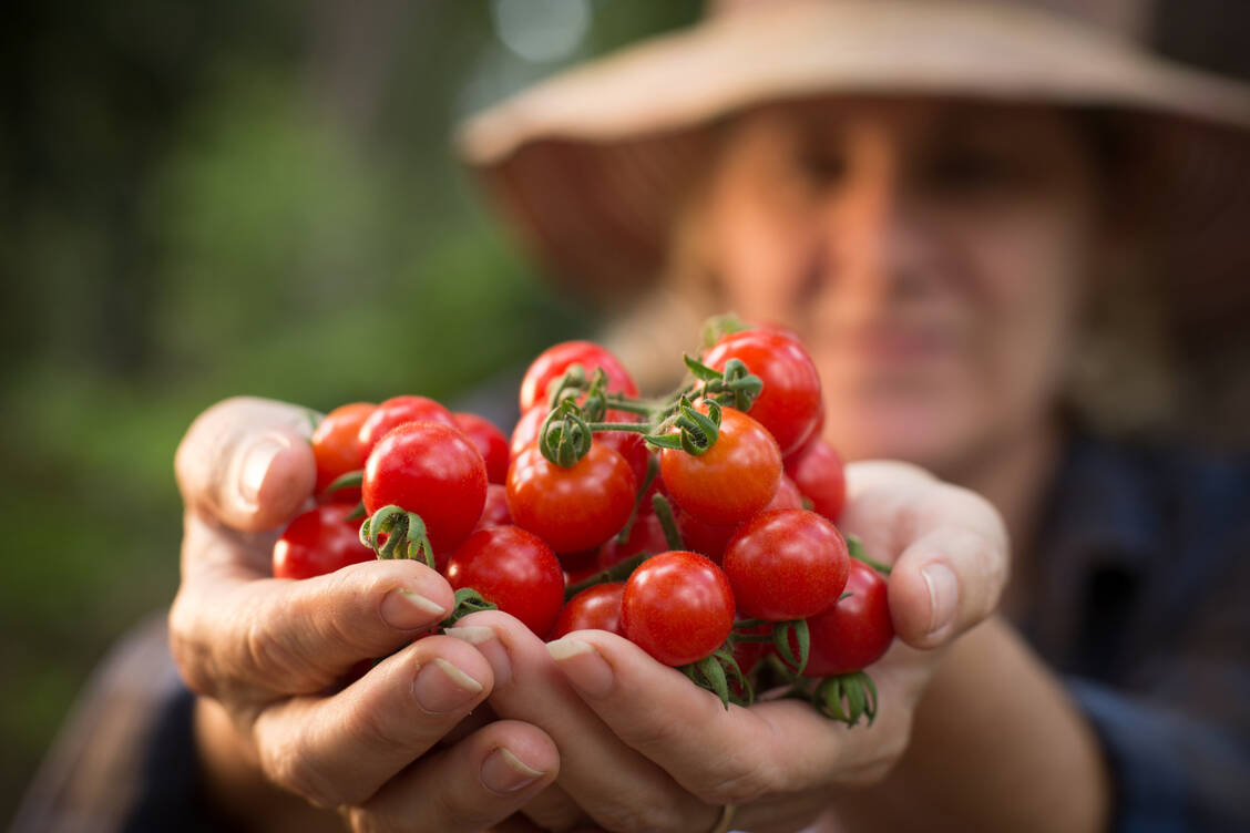 Ihren besonderen Inhaltsstoff Lycopin entfalten Tomaten erst beim Kochen. Roh profitiert man überwiegend vom enthaltenen Vitamin C. / © Getty Images/Nick Rains