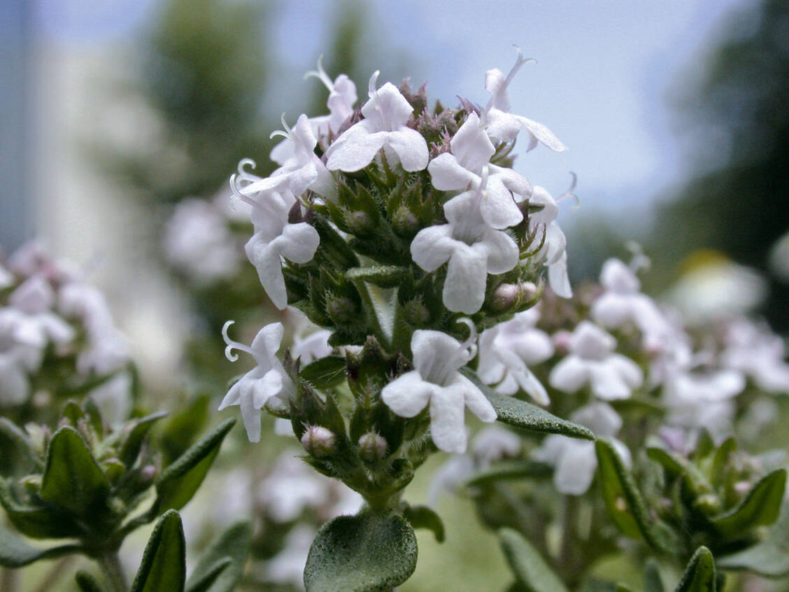 Thymian vermittelt im Zusammenspiel mit Efeu sekretolytische Effekte. / Foto: Thomas Schöpke