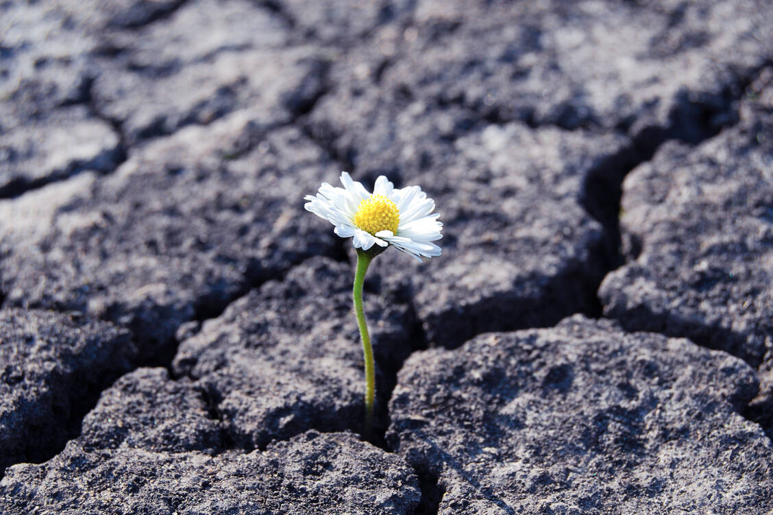 Resilienz bedeutet, trotz harter Umstände nicht unterzugehen. / © Adobe Stock/Enso
