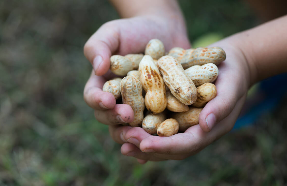 Hyposensibilisierung bei Erdnussallergie: Das neue Präparat enthält Erdnüsse in Pulverform. / Foto: Getty Images/kwanchaichaiudom