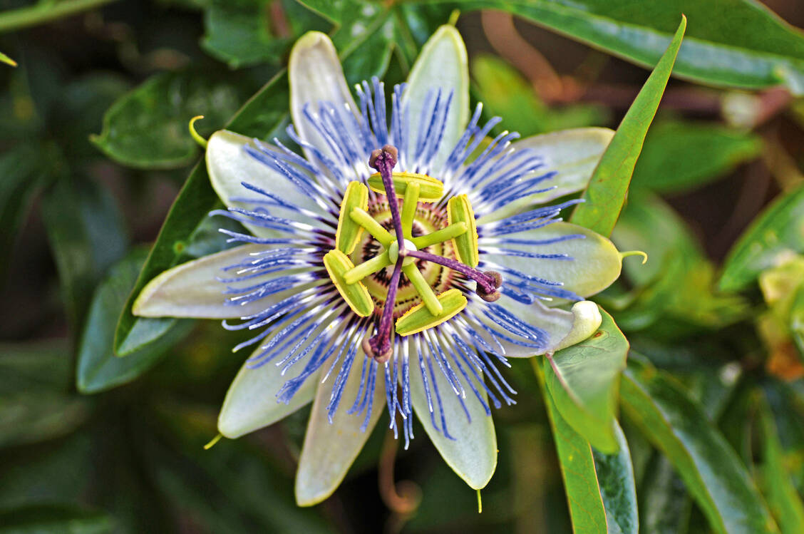Mehr als nur schön anzuschauen: Passionsblumenkraut kann bei nervösen Unruhezuständen und Schlafproblemen helfen. / Foto: Okapia/Helmut Meyer zur Capellen