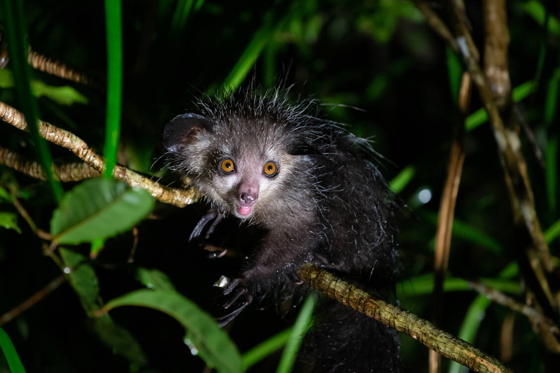 Das Fingertier oder Aye-Aye aus Madagaskar steht im Ratgeber als Sinnbild für Menschen mit Autismus. Es ist nachtaktiv, ein Einzelgänger und recht empfindsam. / © Getty Images/25ehaag6