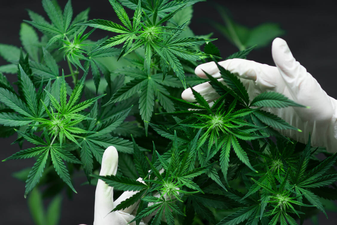 Cannabis ist in Deutschland nur verkehrs- und verschreibungsfähig, wenn es aus einem Anbau stammt, der zu medizinischen Zwecken unter staatlicher Kontrolle erfolgt, oder wenn es in Zubereitungen enthalten ist, die als Fertigarzneimittel zugelassen sind. / Foto: Shutterstock/ Lifestyle discover