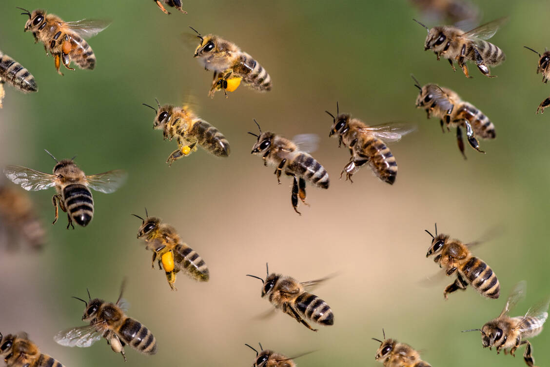 Bienen sind bereits seit März wieder unterwegs, um Pollen zu sammeln. Sie stechen in größerer Entfernung zum Bienenstock nur, wenn sie sich bedroht fühlen. / Foto: Adobe Stock/bjoerno