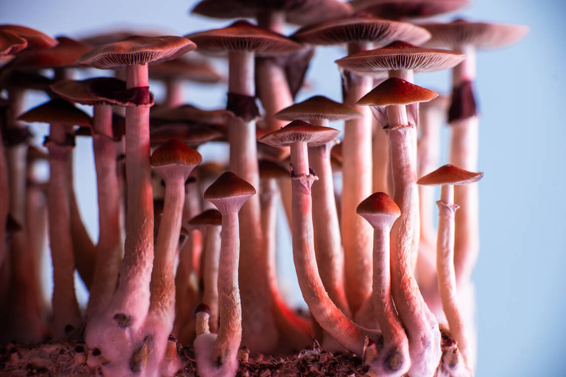 Psilocybin ist häufig in Pilzen der Gattung Psilocybe (Kahlköpfe) enthalten. Diese Magic Mushrooms können psychedelische Erfahrungen auslösen. / Foto: Getty Images/Yarygin