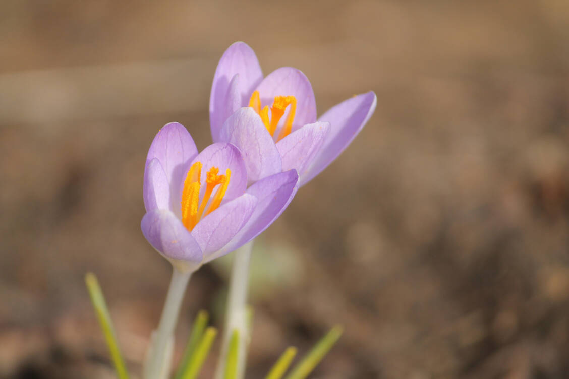 Frühlingsboten: Im März bereichern zwei Antikörper die Therapie von Osteoporose- und AMD-Kranken. / Foto: Adobe Stock/kazakovmaksim