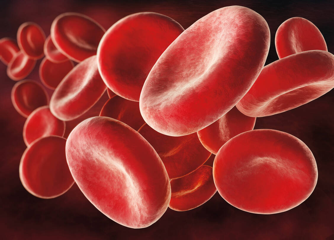 Die rundlichen Erythrozyten transportieren Sauerstoff in jeden Winkel des Körpers und verleihen dem Blut seine rote Farbe.  / Foto: Fotolia/psdesign1