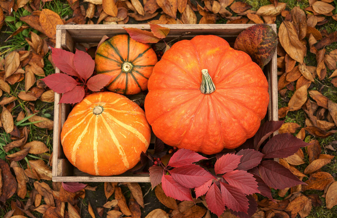 Gute Ernte: Im Oktober kamen drei neue Arzneistoffe in Deutschland auf den Markt. / Foto: Getty Images/Valeriya Tikhonova