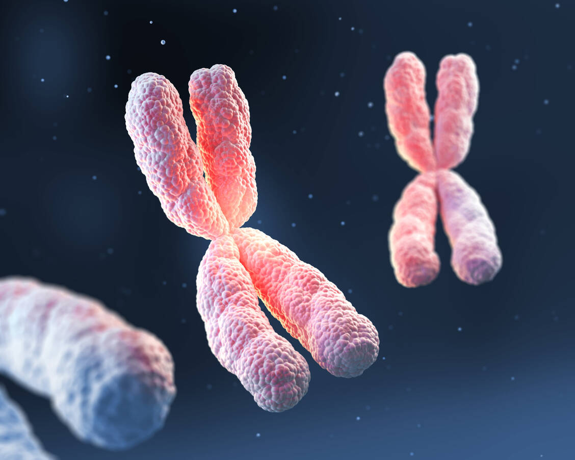 X-Chromosomen sind ein wichtiger Ansatz bei der Erforschung von Autoimmunprozessen. / © Getty Images/anusorn nakdee