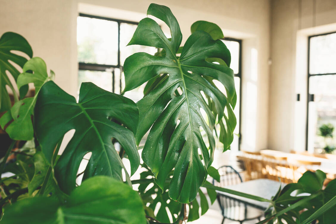 Kommt ein Kind in Kontakt mit dem Pflanzensaft der Monstera, kann es zu Hautreizungen kommen. / © Getty Images/franz12