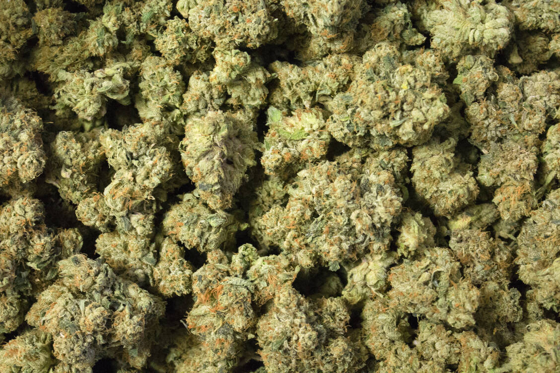 Unter anderem getrocknete Cannabisblüten können seit 2017 auf Rezept verordnet werden. / Foto: Getty Images/Oksana Smith / EyeEm