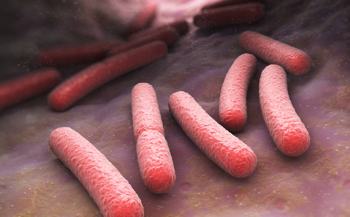 Escherichia coli sind die häufigsten Auslöser einer Blasenentzündung. Mannose verhindert, dass sie an der Blasenschleimhaut andocken können. / Foto: Sshutterstock/Tatiana Shepeleva