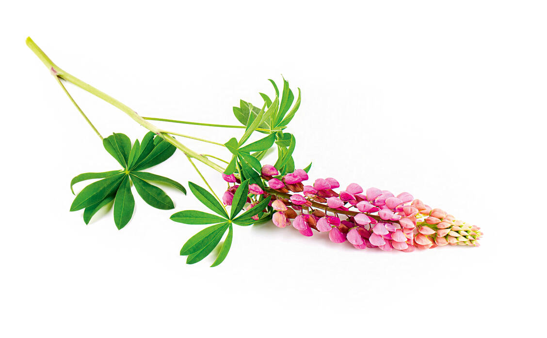 Schön anzusehen und nützlich: die Lupine. / Foto: Shutterstock/Diana Taliun