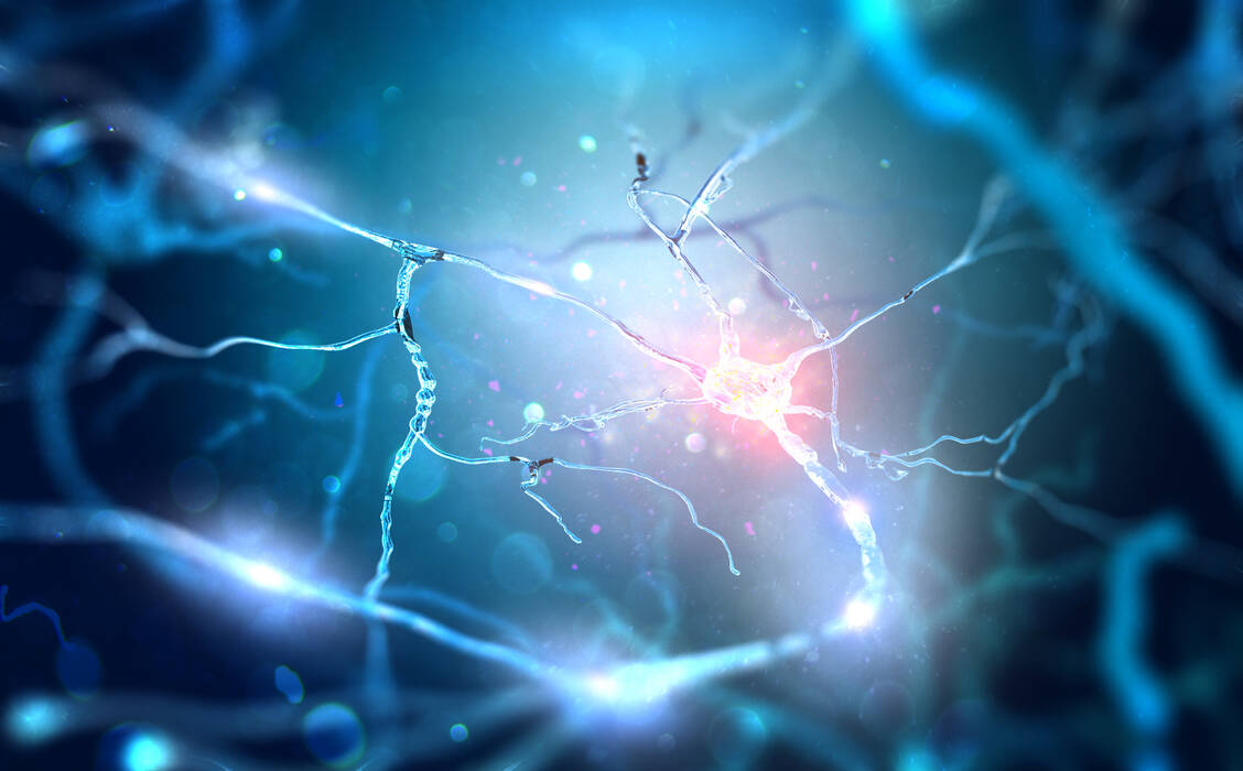 Bei Autoimmunerkrankungen greift das Immunsystem körpereigene Strukturen an und induzieren eine Entzündung. Bei Multiple Sklerose findet dieses Geschehen an den Nervenzellen statt.  / Foto: Shutterstock/Andrii Vodolazhskyi