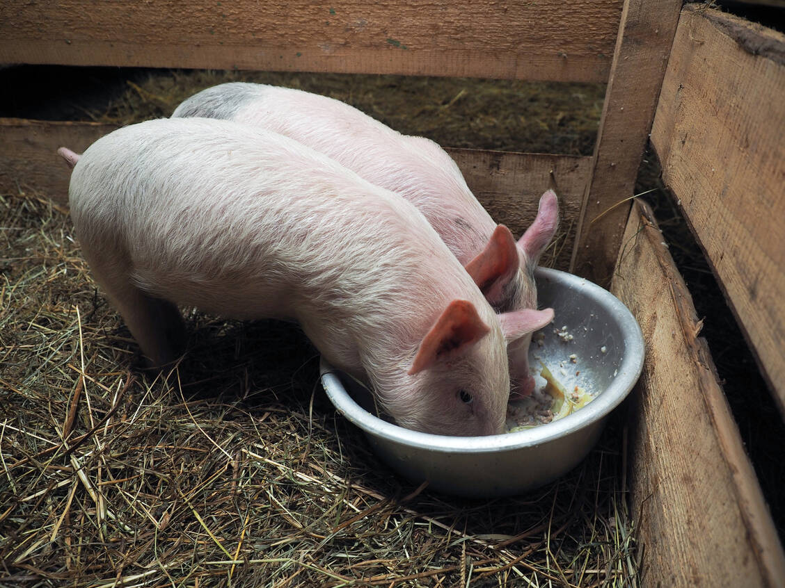 Lupinen zeichnen sich durch ihren hohen Proteingehalt und die sehr gute Verdaulichkeit auch für die Schweine- und Geflügelfütterung aus. / Foto: Adobe Stock/kozorog