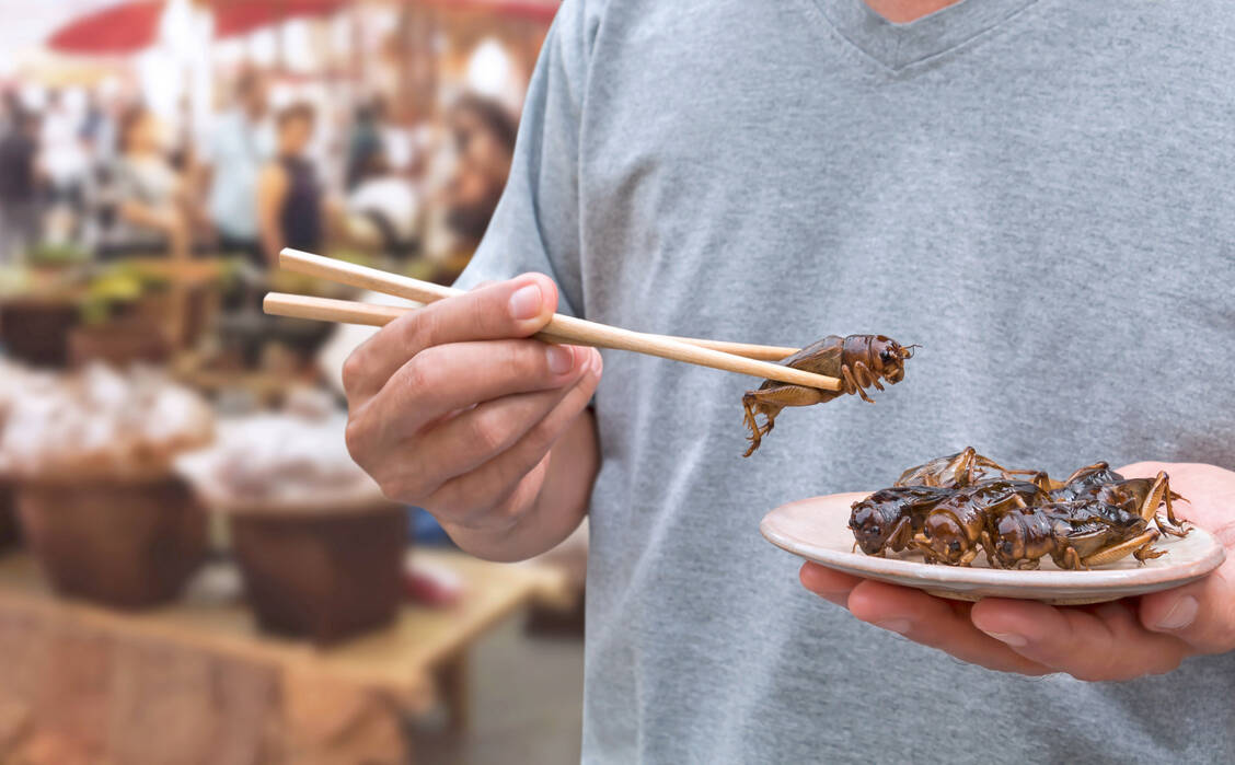 Während der Verzehr von Insekten hierzulande eher mit Ekel assoziiert wird, sind Insekten in vielen Regionen Afrikas, Asiens und Südamerikas traditioneller Bestandteil des Speiseplans. / Foto: Adobe Stock/nicemyphoto