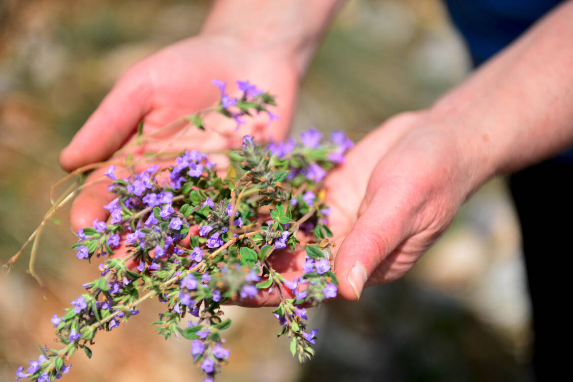 Wissenschaftler befürchten, dass der Klimawandel bei Heilpflanzen womöglich auch zu Änderungen der Inhaltsstoffen führt. / Foto: Adobe Stock/bellakadife