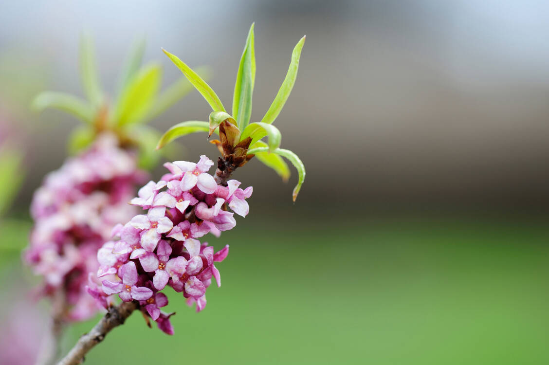 Schon ab Februar zeigen sich die rosafarbenen, duftenden Blüten des echten Seidelbasts. / Foto: Adobe Stock/ekim