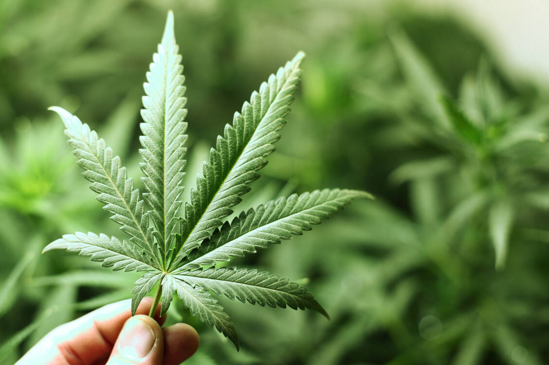 Rauschdroge, Nutzpflanze, Phytopharmakon: Cannabis hat viele Einsatzgebiete.  / Foto: Adobe Stock/yellowj