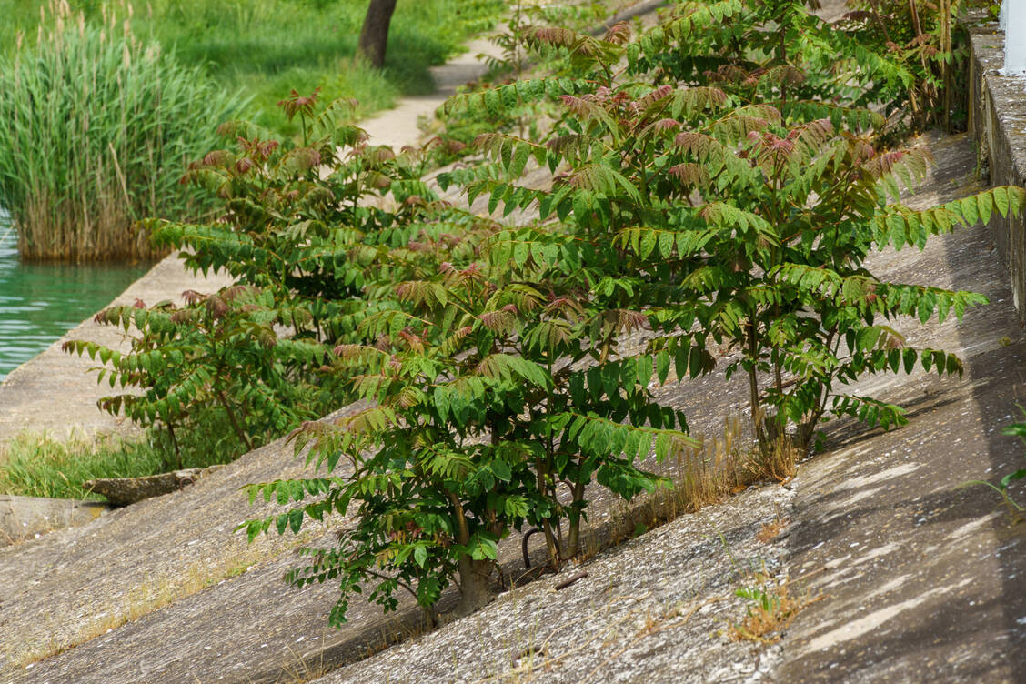 Der Götterbaum wächst inzwischen überall. Er verdrängt heimische Pflanzen und steht seit 2019 auf der EU-Liste der invasiven Arten. Nicht nur wegen seines Allergiepotenzials sollte die weitere Ausbreitung des Baumes daher möglichst verhindert werden. / © Getty Images/Marina Denisenko
