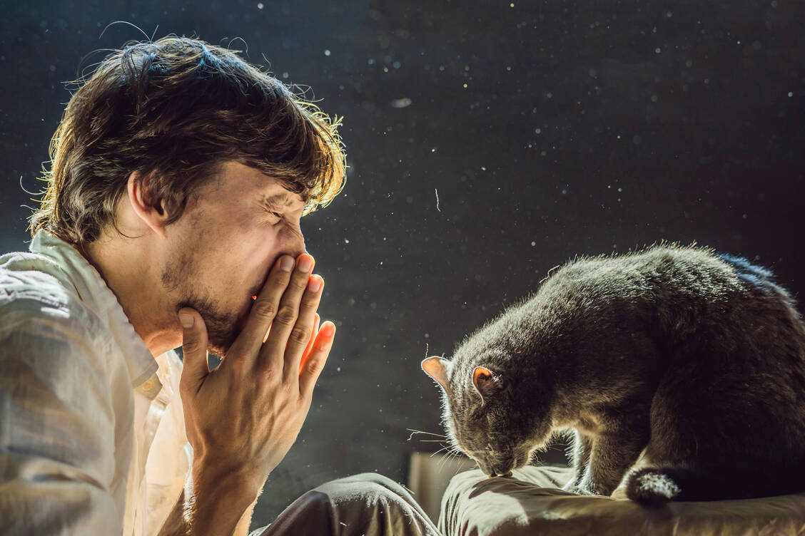 Katzen zählen zu den liebesten Haustieren. Doch nicht jedem bekommt die Nähe zu einer Katze. Es droht eine Katzenhaarallergie.  / Foto: Adobe Stock/galitskaya