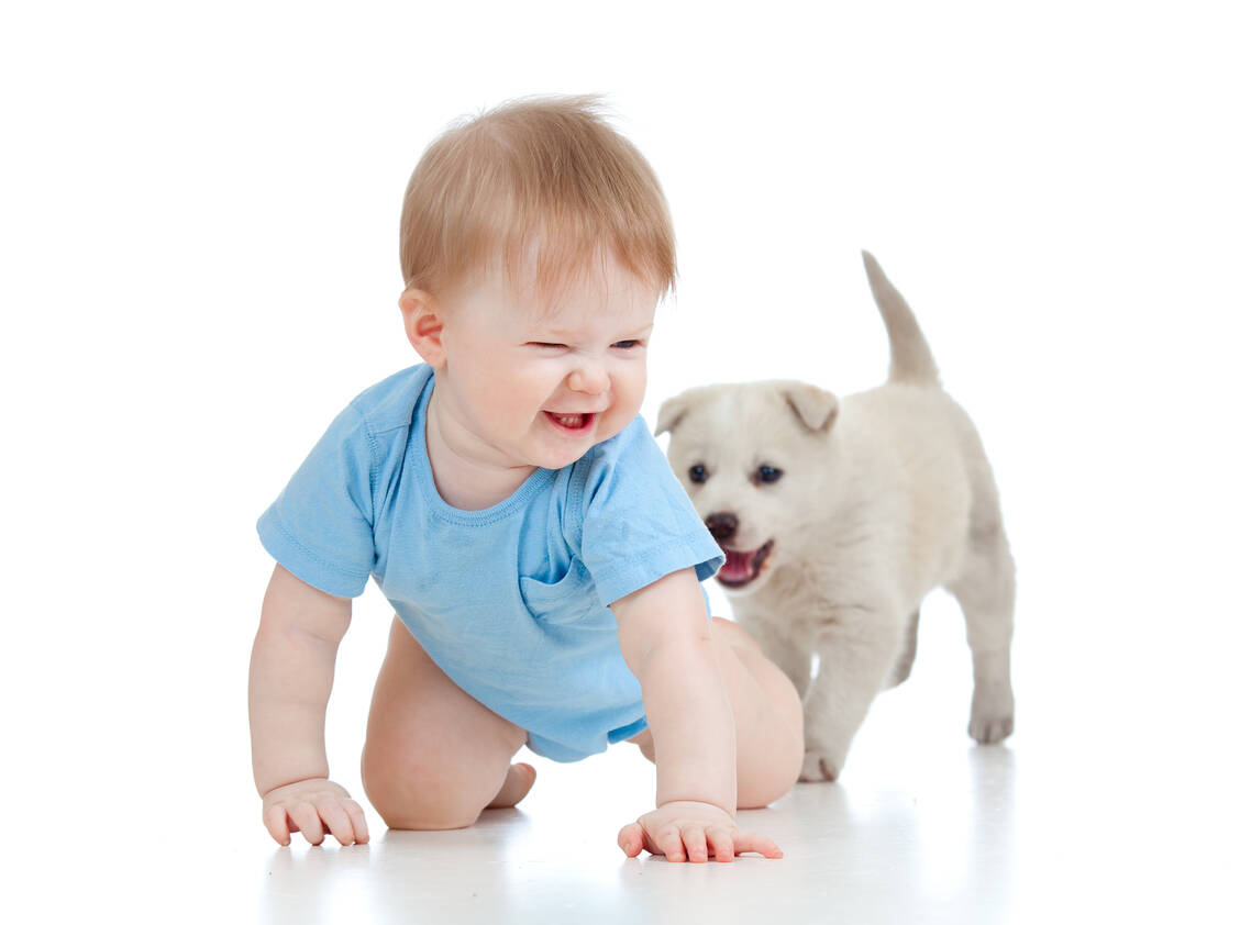 Haushalte mit Risikokindern sollten keine Katzen anschaffen. Die Haltung von Hunden ist dagegen nicht mit einem erhöhten Allergierisiko verbunden. / Foto: Adobe Stock/Oksana Kuzmina
