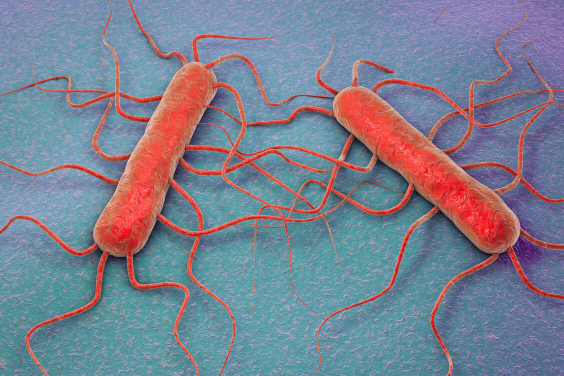 Die im Forschungsprojekt verwendeten Bodenbakterien produzierten ein Bacteriocin, das gegen den hier dargestellten Erreger Listeria monocytogenes wirkt. / Foto: Getty Images/KATERYNA KON/SCIENCE PHOTO LIBRARY