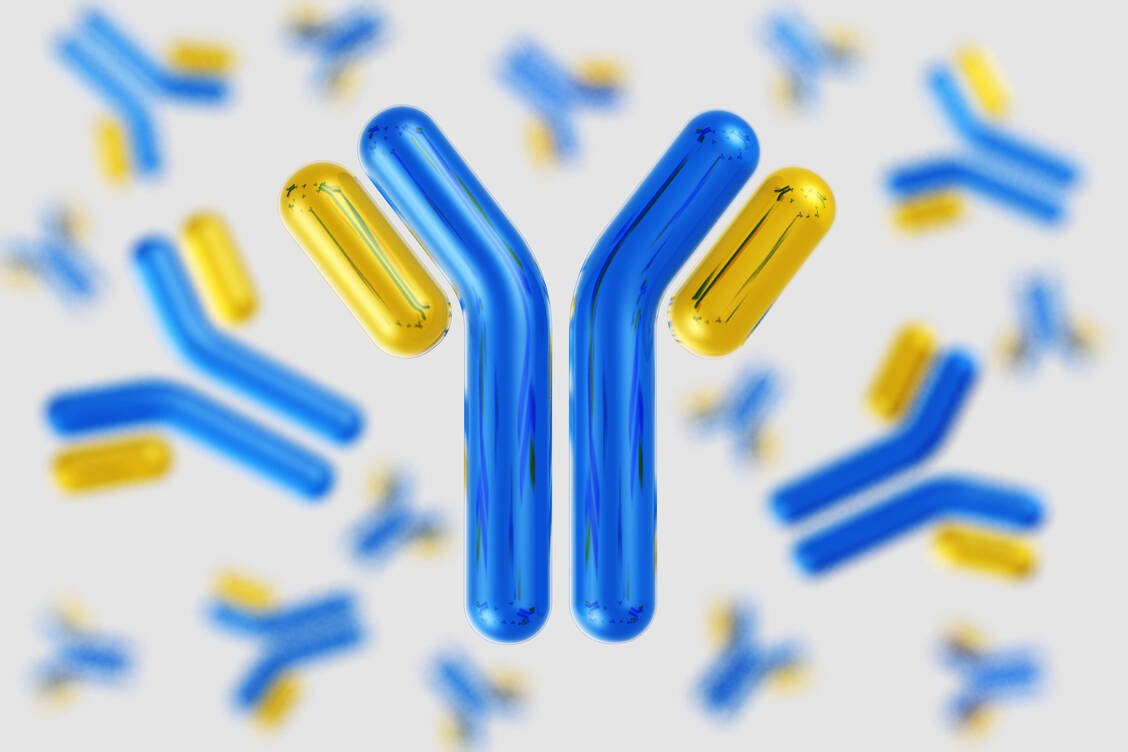 Die Genesenen wiesen laut einer US-Studie im Vergleich zu Personen ohne eine durchgemachte SARS-CoV-2-Infektion erhöhte Level an Autoantikörpern auf. / Foto: Shutterstock/ustas7777777