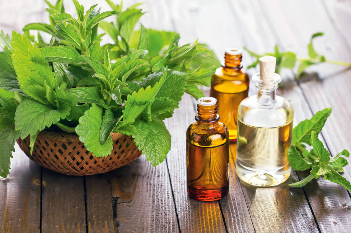Die Wirkung von Pfefferminzöl bei Kopfschmerzen ist belegt. / Foto: Shutterstock/Antonova Anna