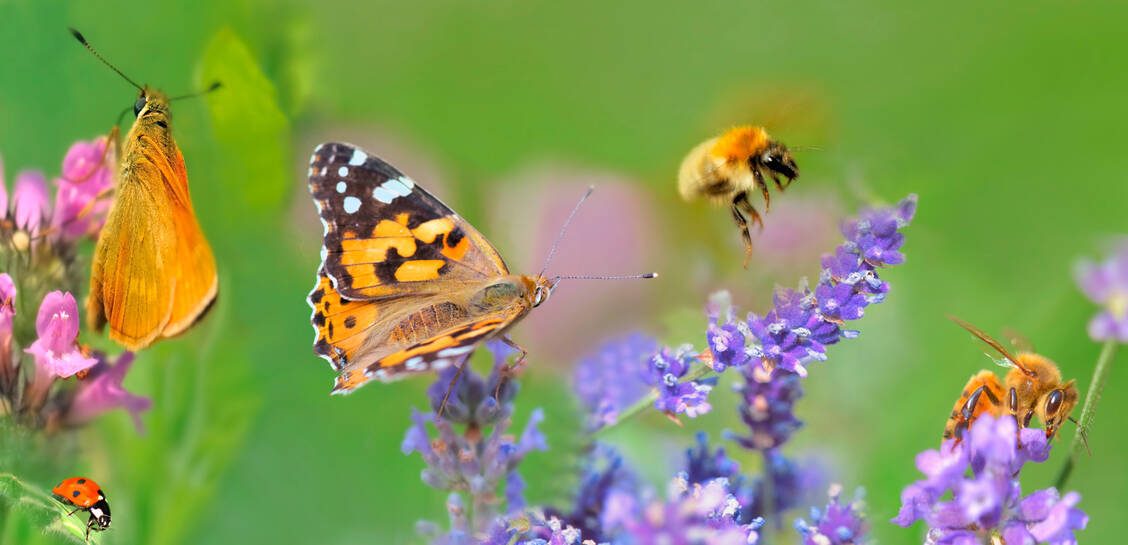 Honey bees extract propolis from buds and tree wounds and enrich it with wax, pollen and saliva secretions. / © Adobe Stock/coco