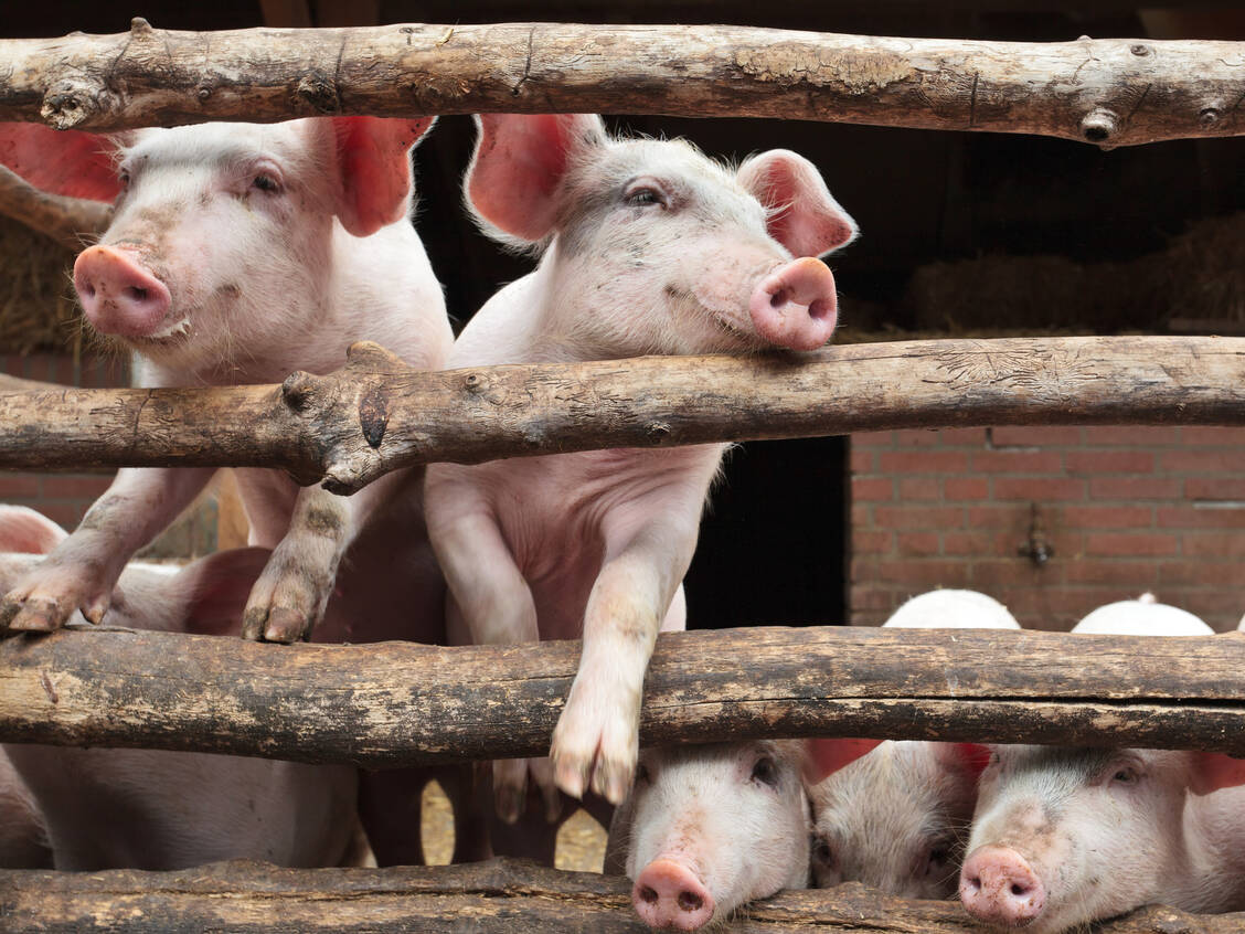 Antibiotika werden in der Tierzucht verwendet, um Infektionen in der Herde zu vermeiden. Der weit verbreitete Einsatz fördert die Entstehung multiresistenter Keime. / Foto: Shutterstock/DutchScenery