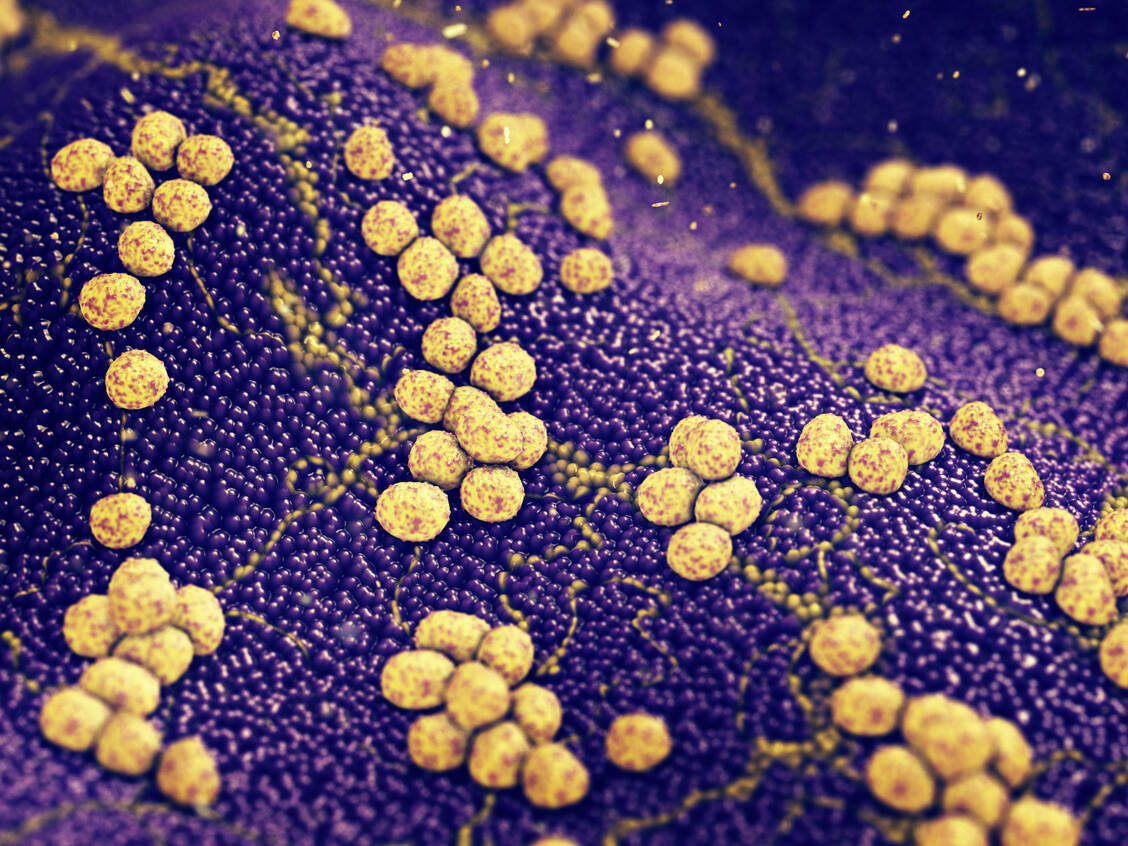 Der hier abgebildete Staphylococcus aureus ist nur einer von zahlreichen Problemkeimen, gegen die händeringend neue Antibiotika gesucht werden. / Foto: Adobe Stock/nobeastsofierce