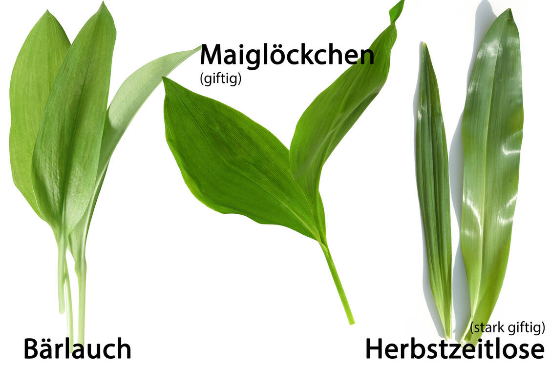 © Getty Images/Francois-Edmond; ksushsh; emer1940 (Montage PTA-Forum)