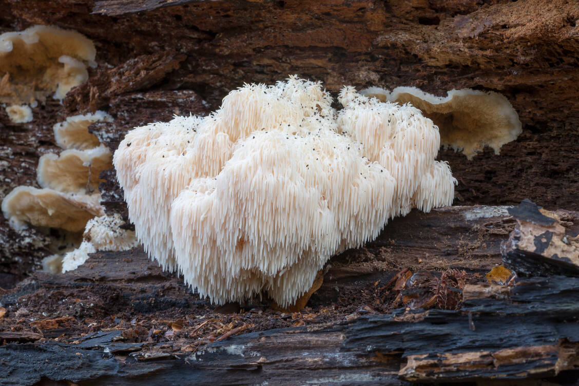 Der Igelstachelbart (Hericium erinaceus) ist sehr selten und sollte daher bei Funden im Wald geschont werden. Er wächst an den Stämmen toter Buchen und Eichen.  / © Getty Images/AlbyDeTweede