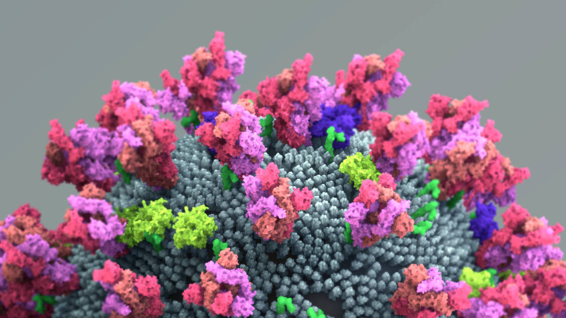 Das Spike-Protein des Coronavirus SARS-CoV-2 führt im Körper zur Bildung neutralisierender Antikörper und ist daher für die Impfstoffentwicklung sehr relevant. / Foto: Getty Images/Design Cells