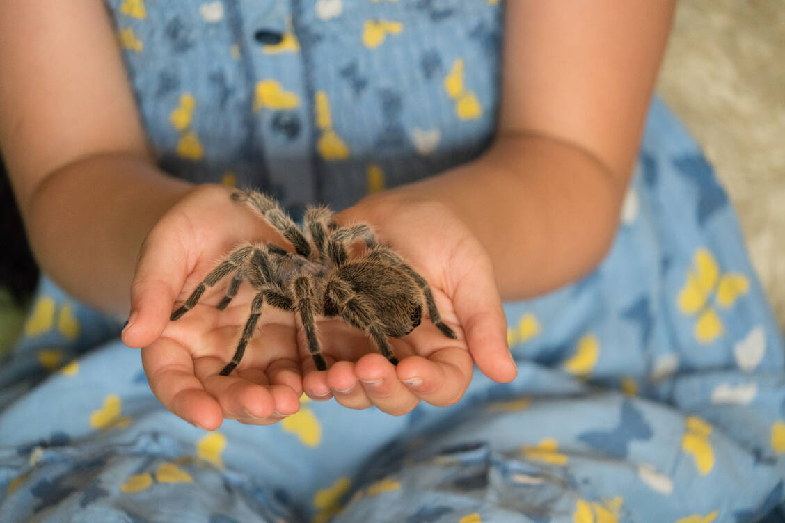 Konfrontation lindert die Angst: Menschen mit einer Spinnenphobie lernen im Rahmen einer kognitiven Verhaltenstherapie, mit Spinnen und der Furcht vor ihnen umzugehen. / © Adobe Stock/Leah