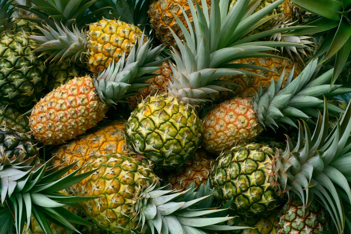 Das Enzym Bromelain wird aus den Früchten und dem Stamm der Ananas-Pflanze gewonnen. / Foto: Adobe Stock/shulevich