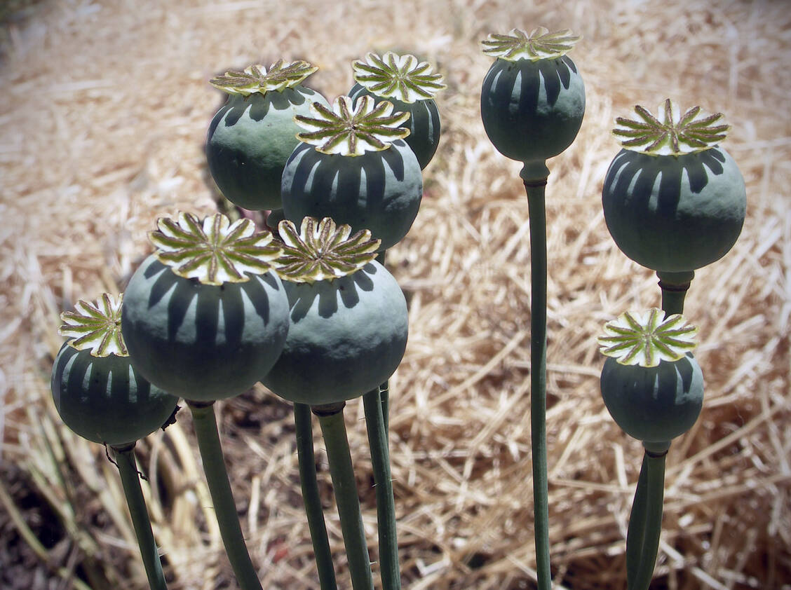 Schlafmohn und des in seinen unreifen Kapseln enthaltenen Rohopiums  als Betäubungs- und Rauschmittel reicht bis ins Jahr 4000 vor Christus zurück. / Foto: Getty Images/Mendocino Coast Films