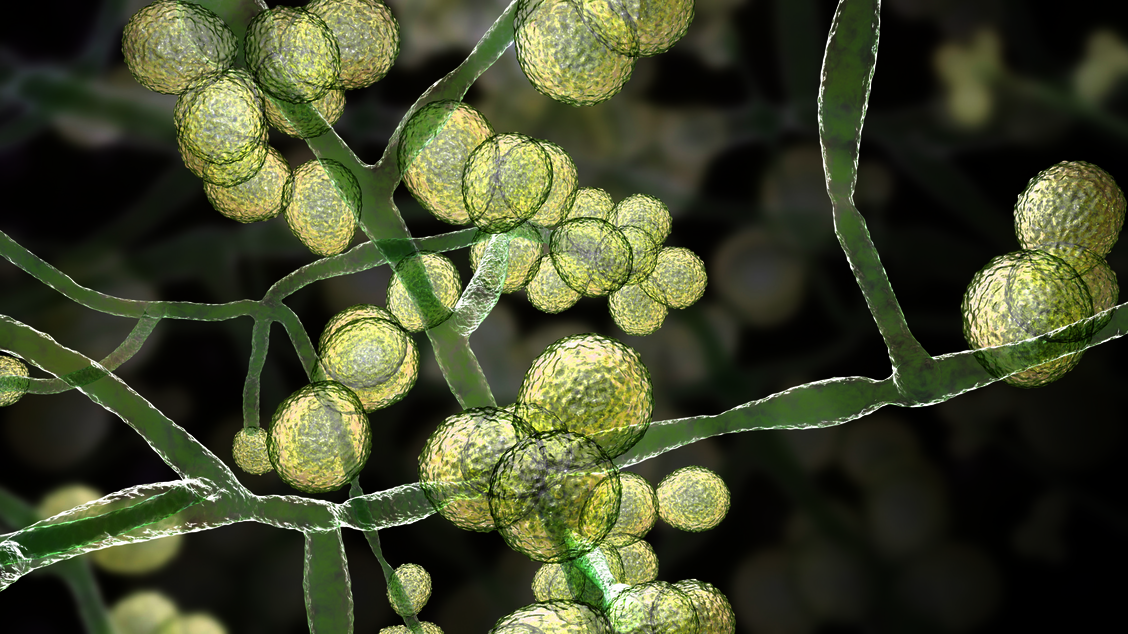 Infektionen mit dem Hefepilz Candida auris haben seit einigen Jahren kontinuierlich zugenommen. / Foto: Getty Images/	KATERYNA KON/SCIENCE PHOTO LIBRARY