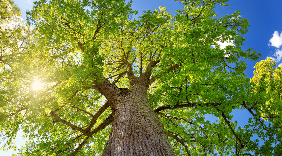 In Parks und Alleen finden sich viele Linden. / © Getty Images/LeManna