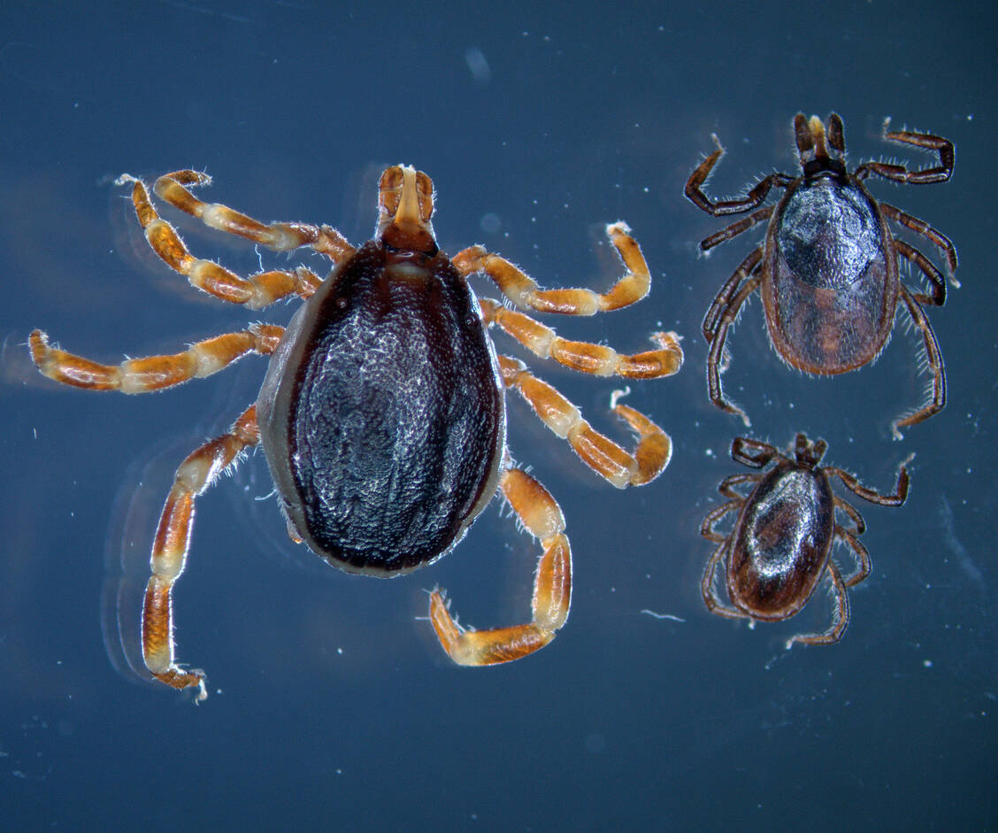Die Hyalomma-Zecke (rechts) hat auffällig geringelte Beine und ist deutlich größer als der heimische Holzbock (links ein Männchen, in der Mitte ein Weibchen). / Foto: Universität Hohenheim/Marco Drehmann