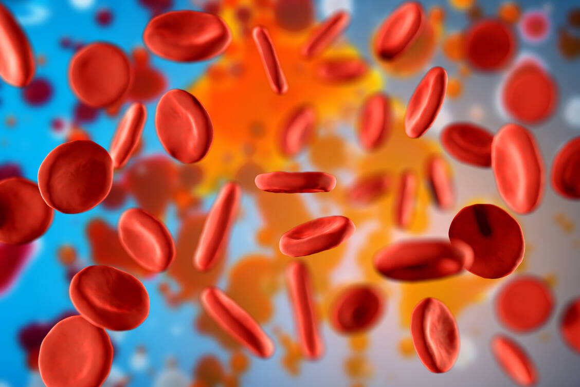 Im Rahmen eines kleinen Blutbildes werden unter anderem die Erythrozyten des Patienten ausgezählt. / Foto: Adobe Stock/Artem